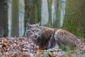 Lynx, Eurasian Lynx, Lynx lynx Royalty Free Stock Photo