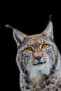 Lynx, Eurasian Lynx, Lynx lynx Royalty Free Stock Photo