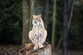 Lynx, Eurasian wild cat Royalty Free Stock Photo