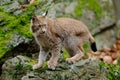 Lynx, eurasian wild cat walking on green moss stone with green rock in background, animal in the nature habitat, Germany