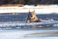 Lynx falling through the ice Royalty Free Stock Photo