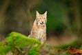 Lynx in the forest. Sitting Eurasian wild cat on green mossy stone, green in background. Wild cat in ther nature