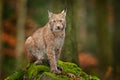 Lynx in the forest. Sitting Eurasian wild cat on green mossy stone, green in background. Wild cat in ther nature habitat, Czech,