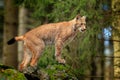 Lynx in the forest. Walking Eurasian wild cat on green mossy stone, green trees in background. Wild cat in nature habitat, Czech, Royalty Free Stock Photo