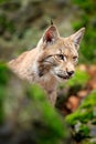 Lynx in the forest. Walking Eurasian wild cat on green mossy stone, green trees in background. Wild cat in nature habitat, Czech, Royalty Free Stock Photo