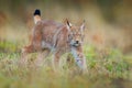 Lynx in the forest. Walking Eurasian wild cat on green mossy stone, green trees in background. Wild cat in nature habitat, Czech,