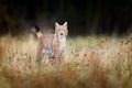 Lynx in the forest. Walking Eurasian wild cat on green mossy stone, green trees in background. Wild cat in nature habitat, Czech, Royalty Free Stock Photo