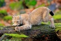 Lynx in the forest. Walking Eurasian wild cat on green mossy stone, green trees in background. Wild cat in nature habitat, Czech, Royalty Free Stock Photo