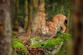 Lynx in the forest. Walking Eurasian wild cat on green mossy stone, green trees in background. Wild cat in nature habitat, Czech, Royalty Free Stock Photo