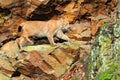 Lynx in the forest. Walking Eurasian wild cat on green mossy stone, green trees in background. Wild cat in nature habitat, Czech, Royalty Free Stock Photo