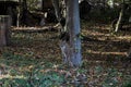 A lynx in front besides a tree