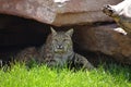 Lynx Getting Up in a Shaded Cavern Royalty Free Stock Photo