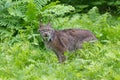 Lynx in green ferns Royalty Free Stock Photo