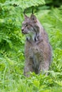 Lynx in green ferns in portrait shot Royalty Free Stock Photo