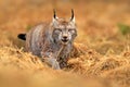 Lynx in green forest. Wildlife scene from nature. Walking Eurasian lynx, animal behaviour in habitat. Wild cat from Germany. Wild