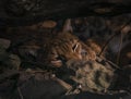 Lynx hairy color orange animal lying under wood in shadow in sunny autumn day