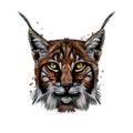 Lynx head portrait from a splash of watercolor, colored drawing, realistic