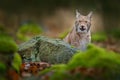 Lynx hidden in the green stone in forest. Lynx, Eurasian wild cat walking. Beautiful animal in the nature habitat, Sweden. Lynx cl