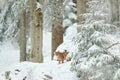 Lynx hidden in snow forest. Eurasian Lynx in winter habitat. Wildlife scene from Czech nature. Snowy cat in nature. Lynx in nature Royalty Free Stock Photo