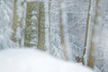 Lynx hidden in snow forest. Eurasian Lynx in winter. Wildlife scene from Czech nature. Snowy cat in nature habitat. Bobcat in natu Royalty Free Stock Photo