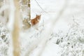 Lynx hidden snow forest. Eurasian Lynx winter. Wildlife scene from Czech nature. Snowy cat in nature habitat. Mother with young, w Royalty Free Stock Photo