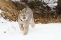 Lynx on hunt for prey