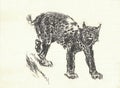 Lynx insularis. Old black and white illustration. Vintage drawing. Illustration by Zdenek Burian. Zdenek Burian's