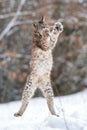 Lynx jumping. Lynx catching prey in the air. Winter animal frolicking