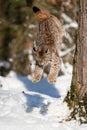 Lynx jumping down from the tree trunk in the winter forest to the snow bellow. Royalty Free Stock Photo