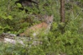 Lynx Kitten on a Log