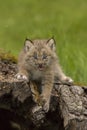 Lynx Kitten Meowing