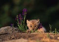 Lynx Kitten in Purple Wildflowers Royalty Free Stock Photo