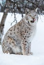 Lynx licking lips after a meal Royalty Free Stock Photo