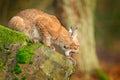 Lynx licking paw on the green moss stone in the forest. Sitting Eurasian wild cat on green mossy rock, green in background. Wild Royalty Free Stock Photo