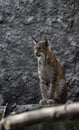 Lynx in captivity Royalty Free Stock Photo