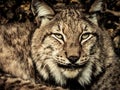 Lynx looking at you