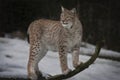 The lynx looks at the environment from a branch.