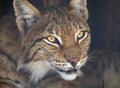 Lynx looks with predatory eyes from the shelter