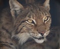 Lynx looks with predatory eyes from the shelter