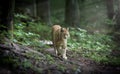 Lynx looks with predatory eyes from the shelter, hidden in the forest while walking, hunting on the way through the forest