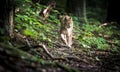 Lynx looks with predatory eyes from the shelter, hidden in the forest while walking, hunting on the way through the forest