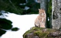 Lynx looks with predatory eyes from the shelter, Hiding in the woods behind a tree while walking, lying and watching, sitting on a