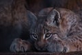 Lynx lurking in ambush close-up, tense posture, legs with sharp claws