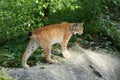 Lynx lynx Royalty Free Stock Photo