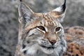 Lynx lynx portrait, grey stones background