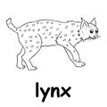 Kids line illustration coloring lynx. animal outline