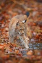 Lynx in the orange autumn forest. Walking Eurasian wild cat in the water. Lynx in the nature habitat, Czech, Europe. Wildlife Royalty Free Stock Photo