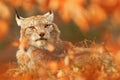 Lynx in orange autumn forest. Wildlife scene from nature. Cute fur Eurasian lynx, animal in habitat. Wild cat from Germany. Wild B Royalty Free Stock Photo