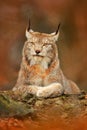 Lynx in orange autumn forest. Wildlife scene from nature. Cute fur Eurasian lynx, animal in habitat. Wild cat from Germany. Wild B Royalty Free Stock Photo