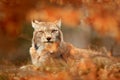 Lynx in orange autumn forest. Wildlife scene from nature. Cute fur Eurasian lynx, animal in habitat. Wild cat from Germany. Wild Royalty Free Stock Photo